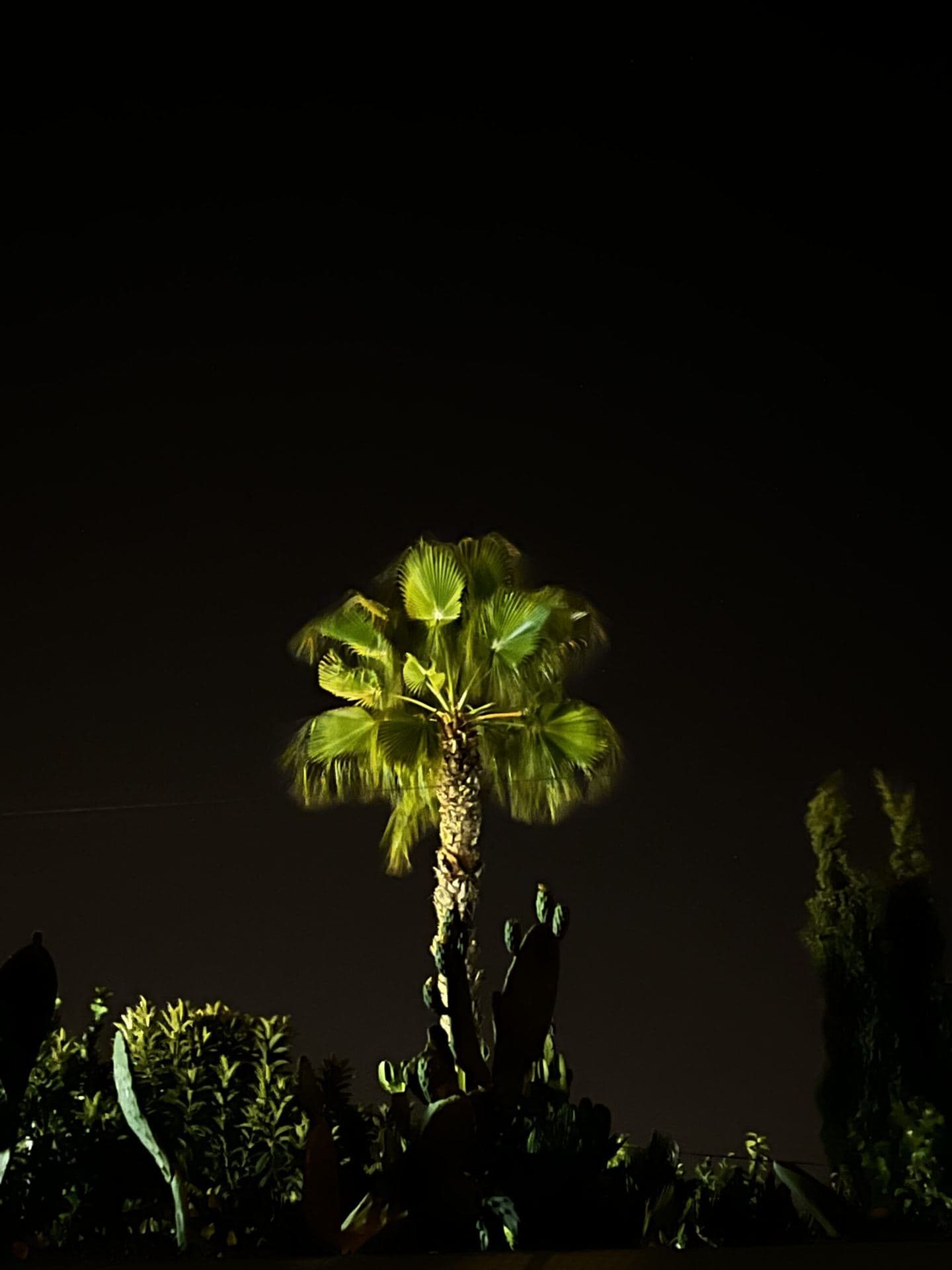 Angestrahlte Palme bei Nacht